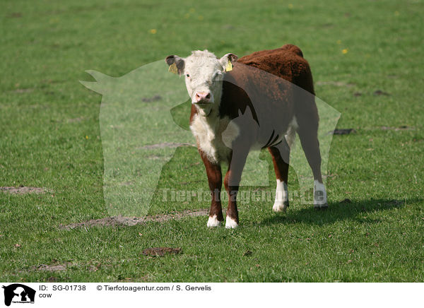 cow / SG-01738