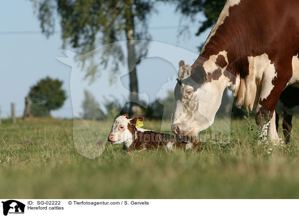 Hereford cattles / SG-02222