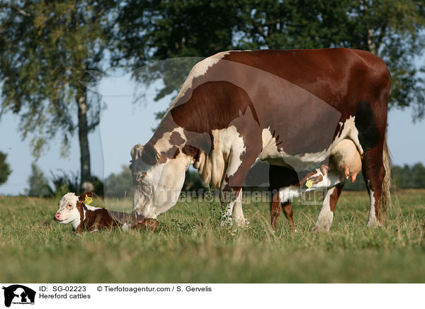 Hereford-Rinder / Hereford cattles / SG-02223
