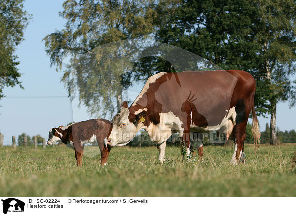 Hereford cattles / SG-02224