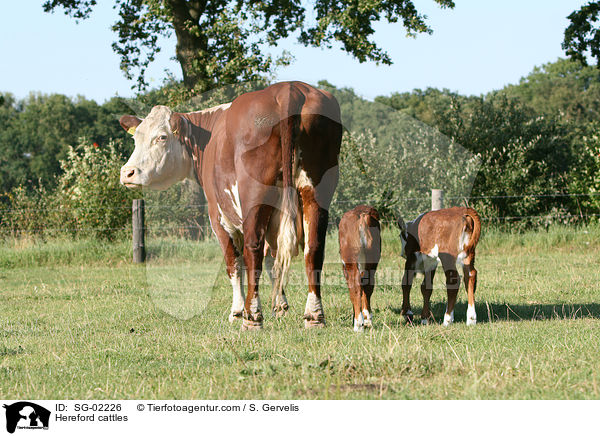 Hereford cattles / SG-02226