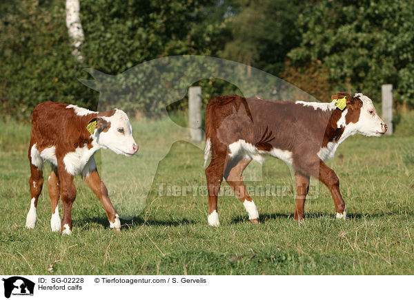 Hereford calfs / SG-02228