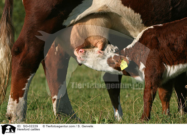 Hereford cattles / SG-02229