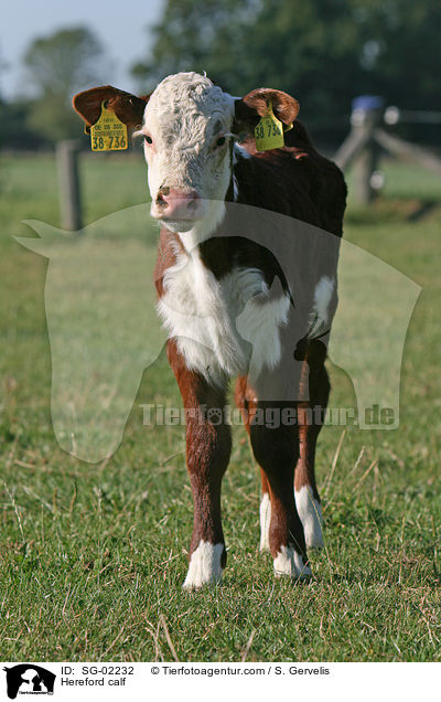Hereford-Kalb / Hereford calf / SG-02232