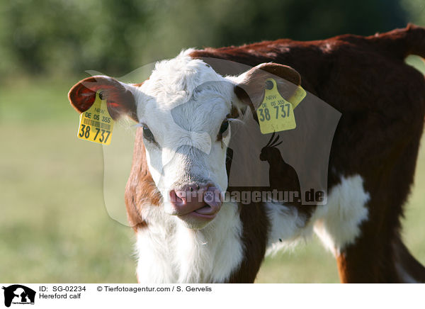 Hereford-Kalb / Hereford calf / SG-02234