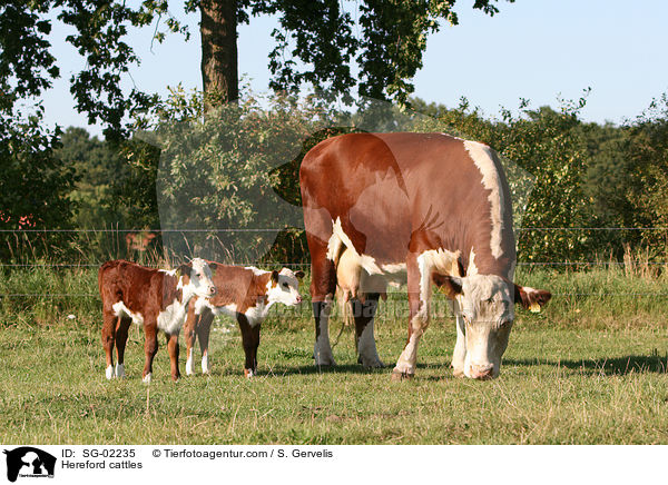 Hereford cattles / SG-02235