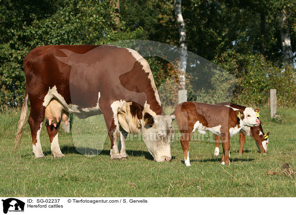 Hereford-Rinder / Hereford cattles / SG-02237