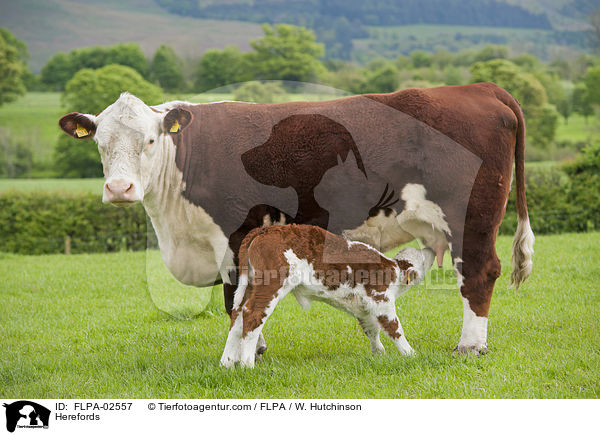 Herefords / FLPA-02557