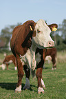 cow