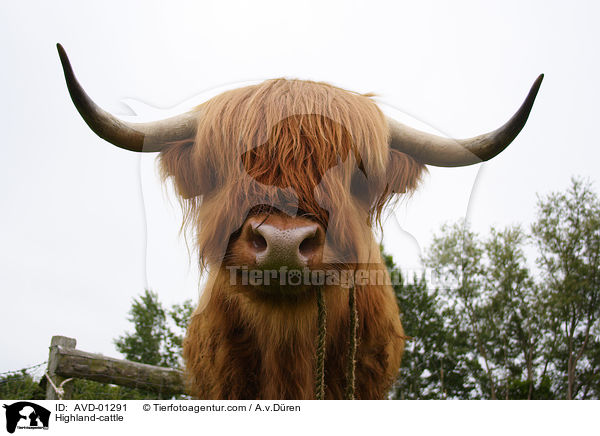 Schottisches Hochlandrind / Highland-cattle / AVD-01291