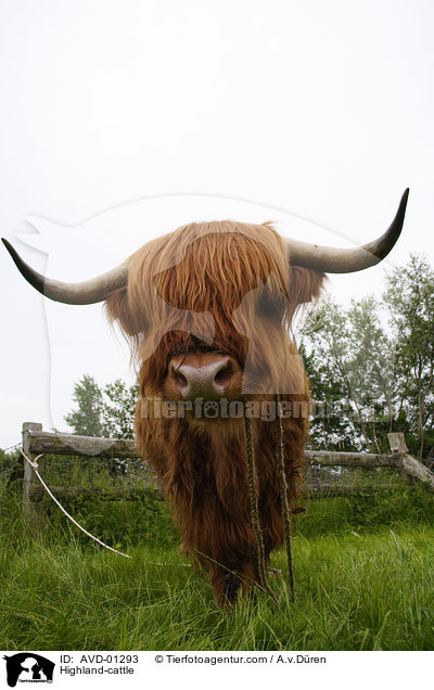 Schottisches Hochlandrind / Highland-cattle / AVD-01293