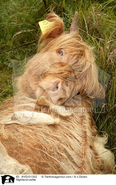 Highland-cattle / AVD-01302