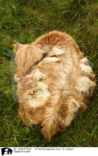 Highland-cattle / AVD-01303