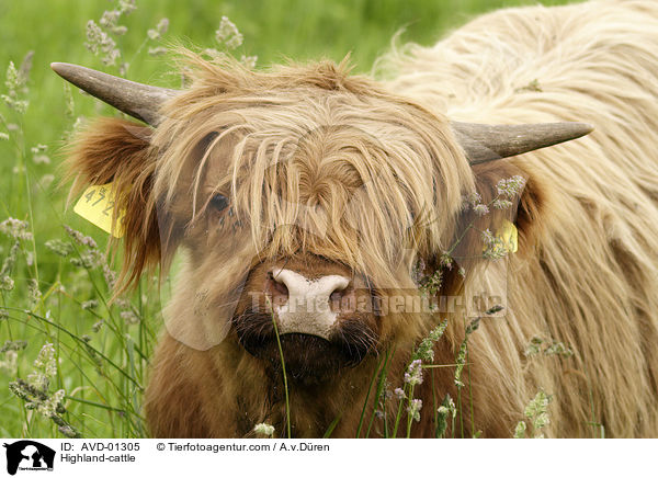 Schottisches Hochlandrind / Highland-cattle / AVD-01305