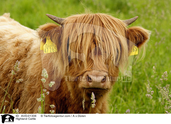 Highland Cattle / AVD-01306