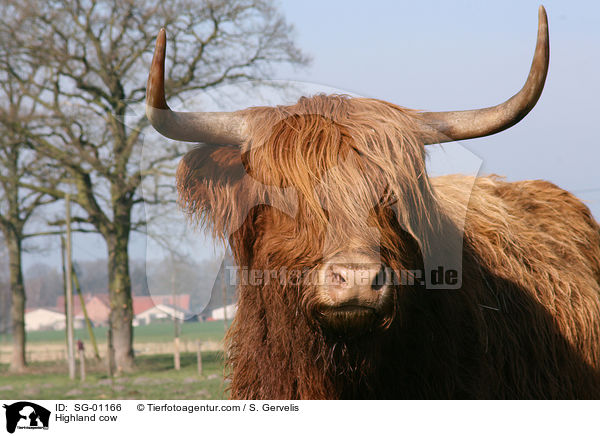 Highland cow / SG-01166