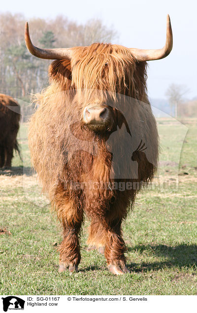 Highland cow / SG-01167