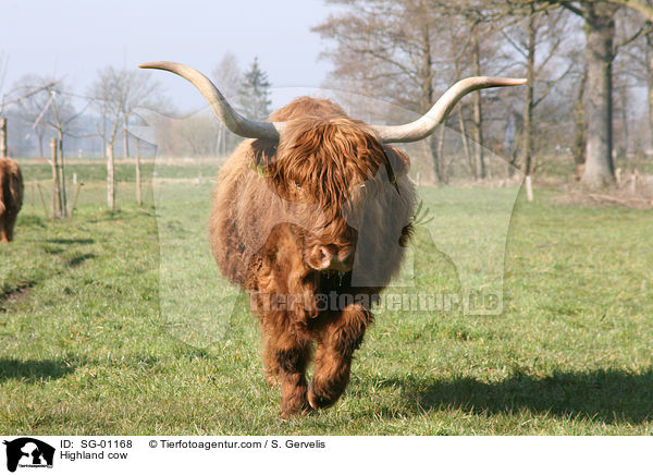 Schottisches Hochlandrind / Highland cow / SG-01168