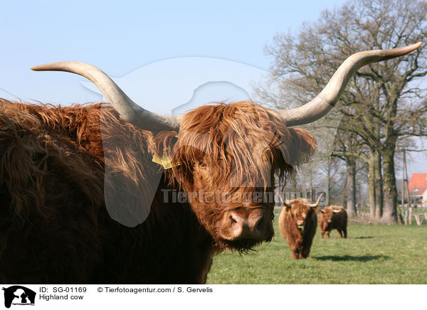 Highland cow / SG-01169