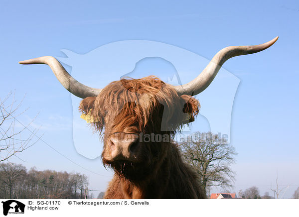 Highland cow / SG-01170