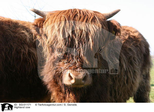 Highland cow / SG-01171