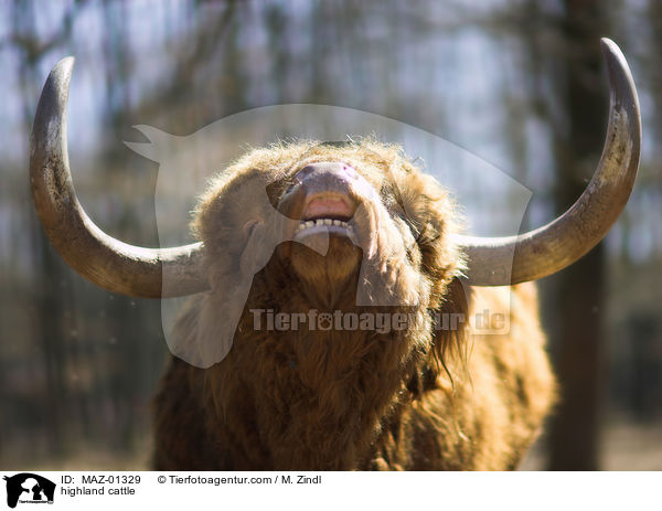 highland cattle / MAZ-01329