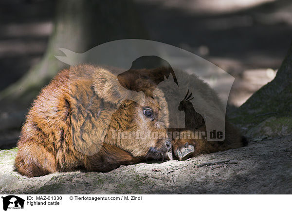 Hochlandrind / highland cattle / MAZ-01330