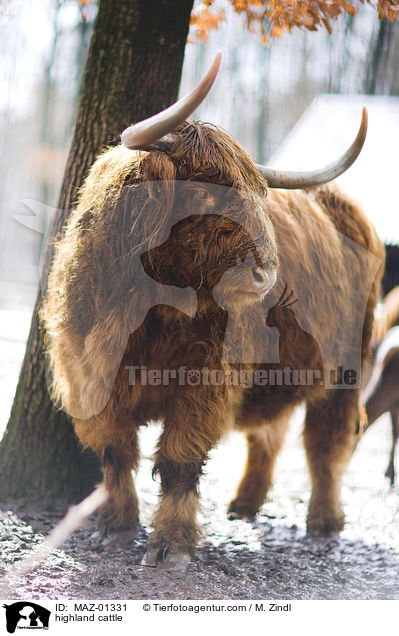 highland cattle / MAZ-01331