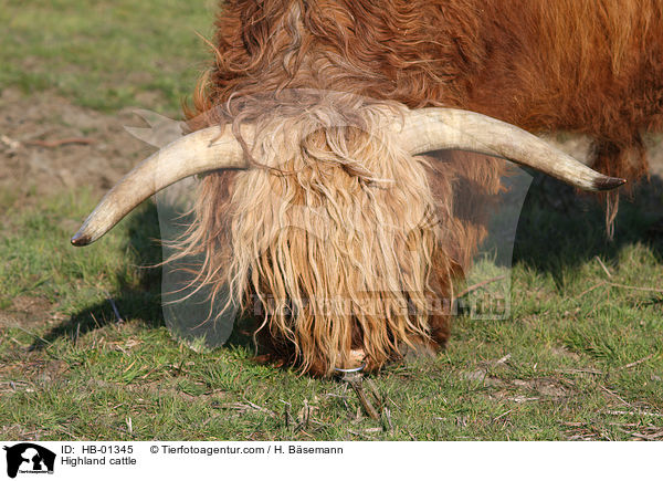 Highland cattle / HB-01345