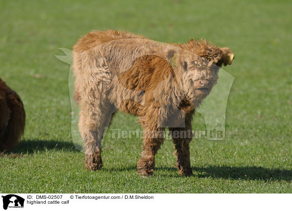 highland cattle calf / DMS-02507