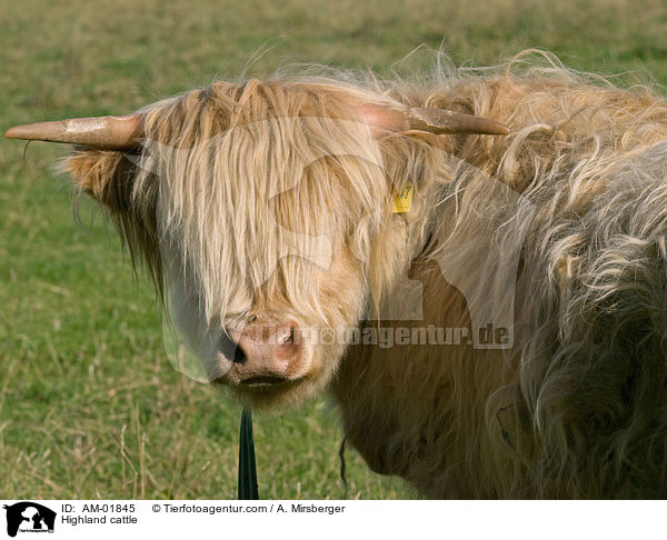 Highland cattle / AM-01845