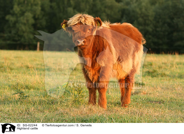 Highland cattle / SG-02244