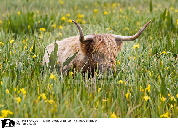 Schottisches Hochlandrind / Highland cattle / MBS-04265