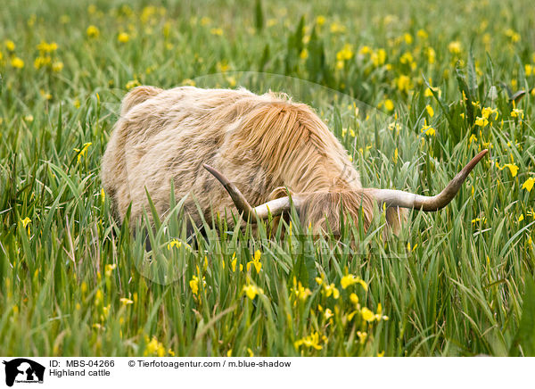 Schottisches Hochlandrind / Highland cattle / MBS-04266