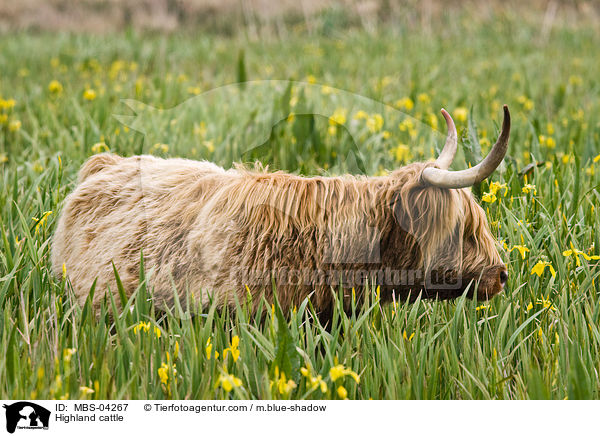 Schottisches Hochlandrind / Highland cattle / MBS-04267