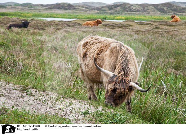 Schottisches Hochlandrind / Highland cattle / MBS-04268