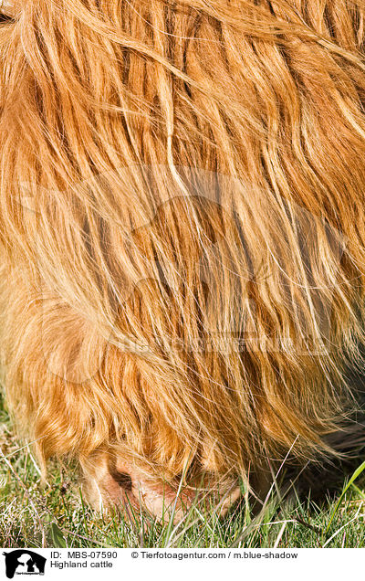 Highland cattle / MBS-07590