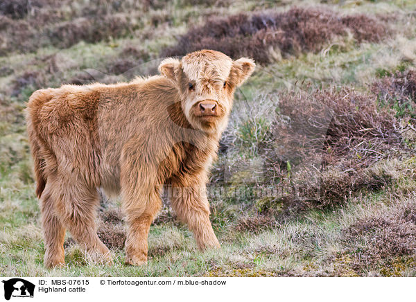 Highland cattle / MBS-07615