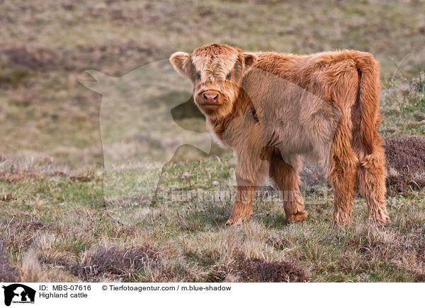 Highland cattle / MBS-07616