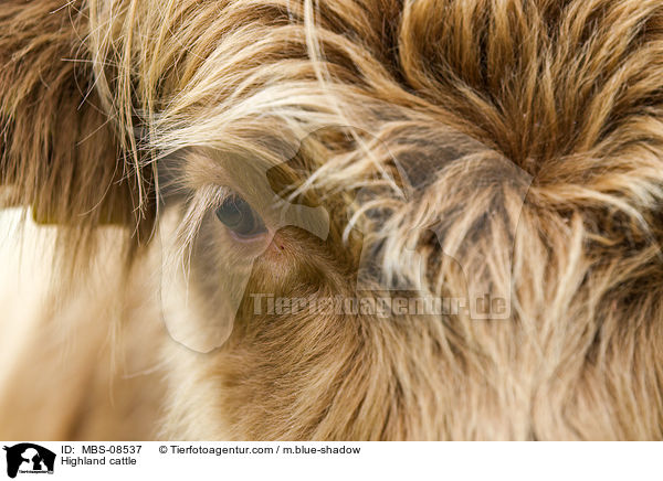Hochlandrind / Highland cattle / MBS-08537