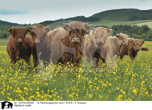 Hochlandrinder / Highland cattle / FLPA-02559