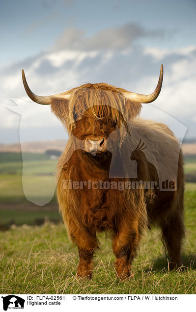 Hochlandrind / Highland cattle / FLPA-02561