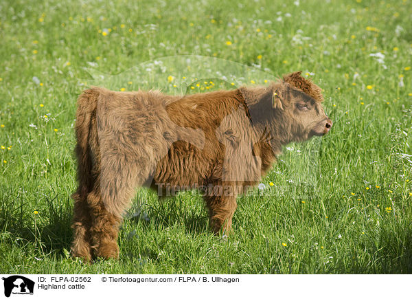 Hochlandrind / Highland cattle / FLPA-02562