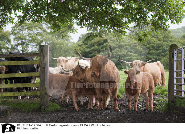 Highland cattle / FLPA-02564