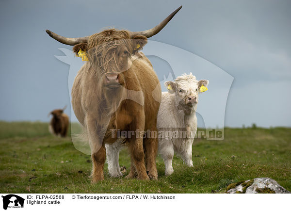 Highland cattle / FLPA-02568