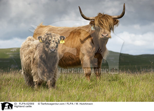 Highland cattle / FLPA-02569