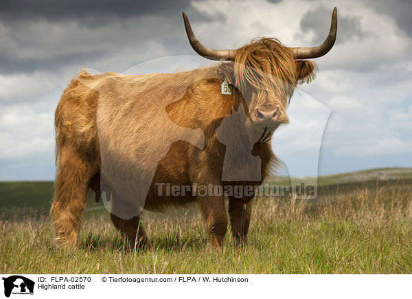 Highland cattle / FLPA-02570