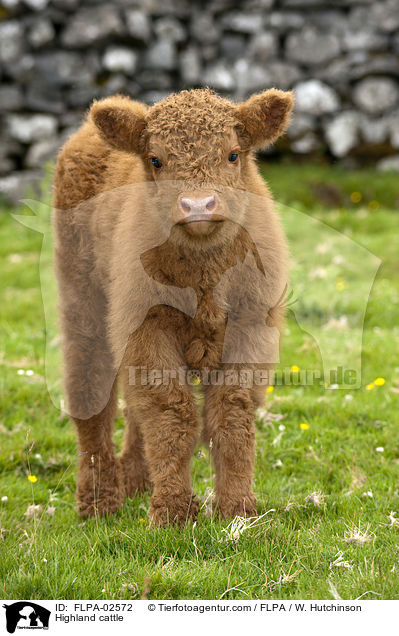 Highland cattle / FLPA-02572