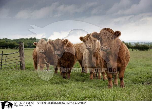 Highland cattle / FLPA-02573