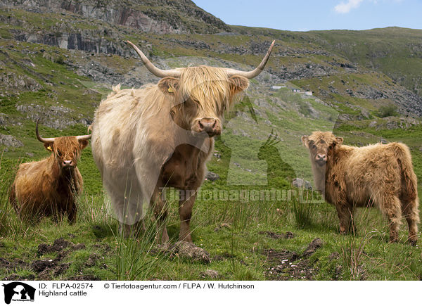 Highland cattle / FLPA-02574